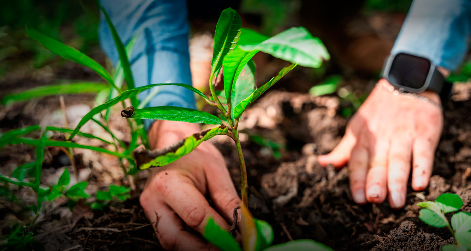 Informes de sostenibilidad